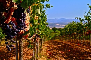Vigneti-toscani-a28817203