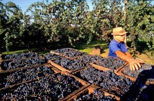 vendemmia2013